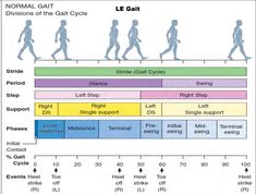 a diagram showing the different stages of walking