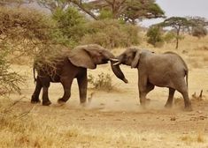 two elephants playing with each other in the wild