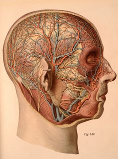 an antique medical illustration of the head and neck, with blood vessels in the brain