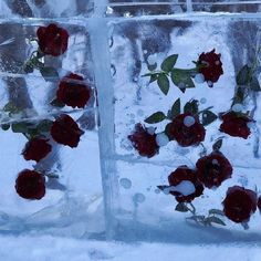 red roses are placed in ice cubes to look like they have been frozen over