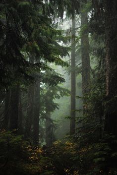 fog in the forest with tall trees and yellow flowers