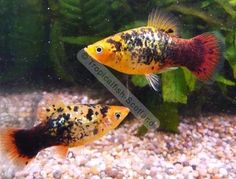 two fish swimming in an aquarium with gravel and plants around them, one is orange and the other is black