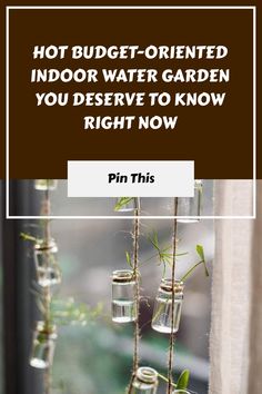 the words hot budget - oriented indoor water garden you deserves to know right now pin this