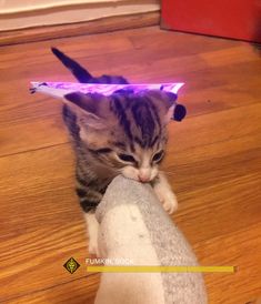 a small kitten with a purple light on it's head