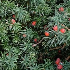 the fruit is growing on the branches of this tree, and it looks like they are ready to be picked