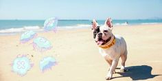 a dog is running on the beach with jellyfish