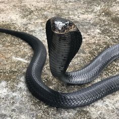 a black snake is on the ground with its tongue out