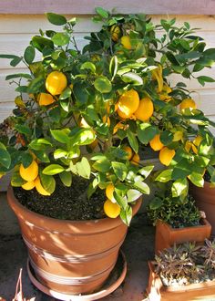 a potted plant with lemons and succulents in it on the ground