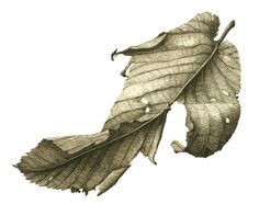 a drawing of a leaf with drops of water on it's leaves are shown