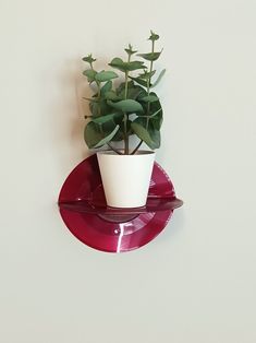 a small potted plant sitting on top of a red plate next to a white wall