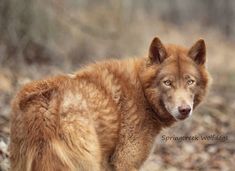 a brown dog standing on top of a dry grass covered forest floor with trees in the background