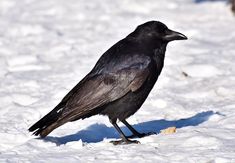 a black bird is standing in the snow