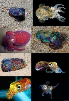 several different types of sea animals on the sand