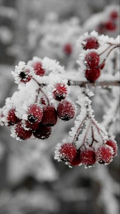 berries are covered in snow on a branch