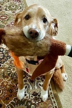 a brown dog holding a stuffed animal in its mouth on the carpeted room floor