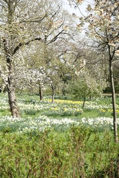 an open field full of trees and flowers