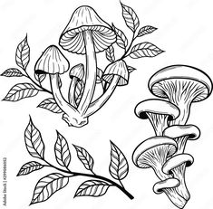 three different types of mushrooms and leaves