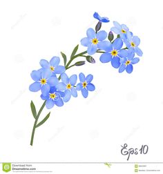 blue flowers on white background with space for text