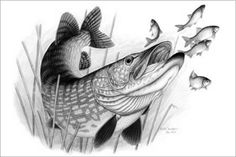 a pencil drawing of a fish with many small fish around it