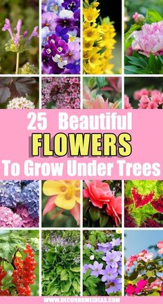 25 beautiful flowers to grow under trees in your yard or garden with the title overlay that reads, 25 beautiful flowers to grow under trees