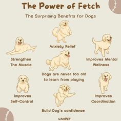 the power of fetch for dogs is shown in this graphic above it's description