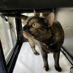 a cat standing on top of a bed next to a window