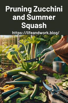 a garden with zucchini and squash in the foreground is an image of someone cutting zucchini