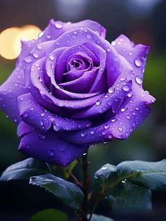 a purple rose with water droplets on it