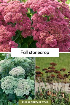 several different types of flowers and plants with the words fall stonecrop on them