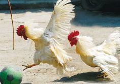 two chickens playing with a soccer ball on the ground