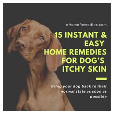 Dog Skin Care Remedies, My Dog Has Dry Itchy Skin, Dog Bath For Itchy Skin, Natural Remedies For Itchy Dogs, Dog Red Itchy Skin, Home Remedy For Itchy Dog Skin, Dog Scratching Remedies