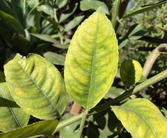 green leaves with yellow spots on them in the sun