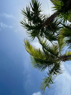 the top of a palm tree with blue sky and clouds in the backround