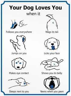 a poster with instructions on how to use your dog's love for you and other things