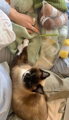 a cat laying on top of a bed next to a person