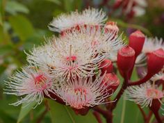 some white and red flowers are blooming together