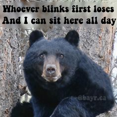 a black bear sitting on top of a tree next to a quote that reads, whoever blinks first loses and i can sit here all day