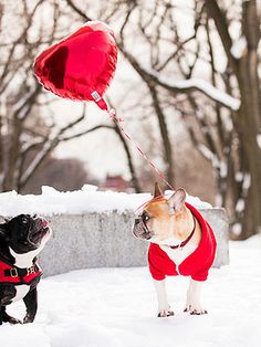 two dogs in the snow one is wearing a red jacket and the other has a heart shaped balloon