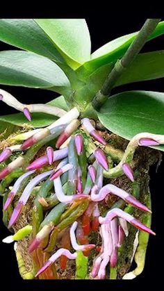 the plant is growing from the ground and has many small flowers on top of it