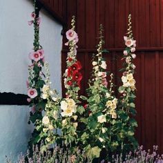 some flowers are growing in a pot outside