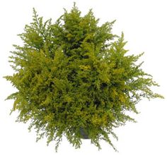 the top view of a bush with green leaves on it, against a white background