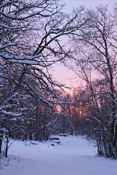 a snow covered forest with trees and benches