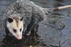 an oposs walking through the water with its mouth open