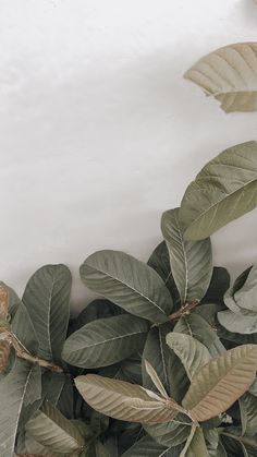 some green leaves and brown branches against a white wall