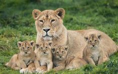 a lion and her cubs are sitting in the grass