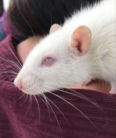 a woman holding a white rat in her arms