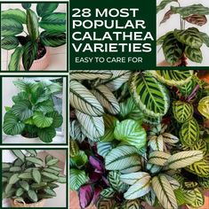 some green and white plants with the words 28 most popular calathea varieties easy to care for