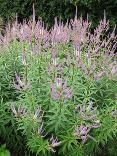 purple flowers are blooming in the garden