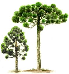 two trees with green leaves are shown in this drawing, one is taller than the other