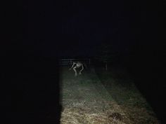 a deer is walking through the dark grass